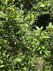 Hypericum crux-andreae