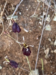 Streptanthus glandulosus niger