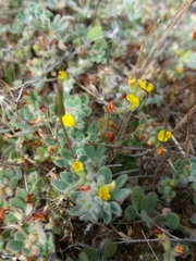 Acmispon heermannii orbicularis