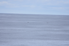 Mesoplodon grayi