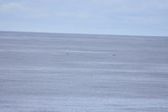 Mesoplodon grayi