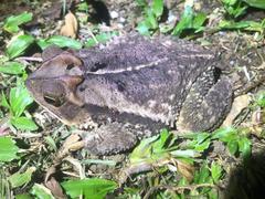 Incilius melanochlorus