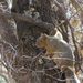 Chiricahua Fox Squirrel - Photo (c) Amelia Ryan, some rights reserved (CC BY-NC), uploaded by Amelia Ryan
