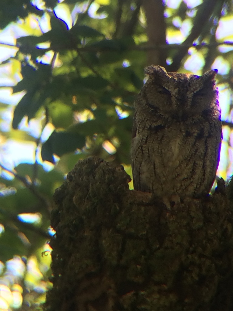 Western Screech-owl