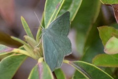 Thalera pistasciaria