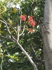 Stenocarpus sinuatus
