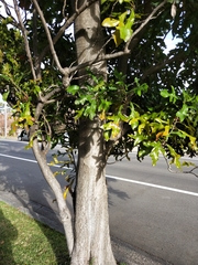 Stenocarpus sinuatus