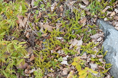 Lycopodium lagopus