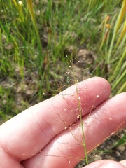 Dichanthelium erectifolium