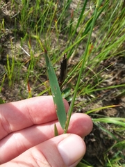 Dichanthelium erectifolium