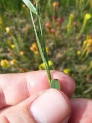 Dichanthelium erectifolium