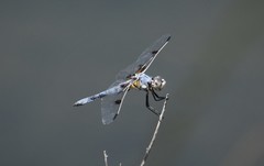 Libellula composita