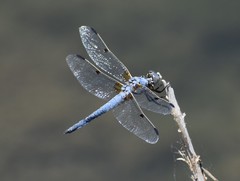 Libellula composita
