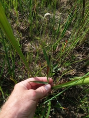 Dichanthelium erectifolium