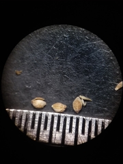 Dichanthelium erectifolium