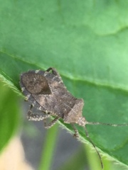 Acanthocoris sordidus