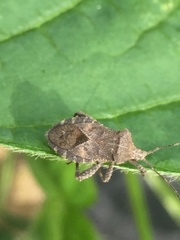 Acanthocoris sordidus