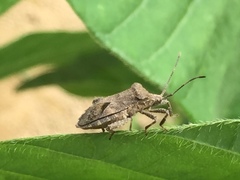 Acanthocoris sordidus