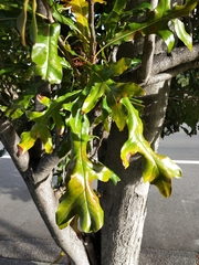 Stenocarpus sinuatus