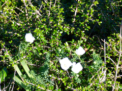 Linum monogynum monogynum