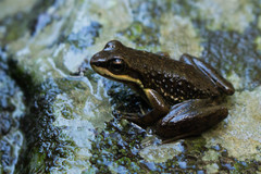 Hylodes meridionalis