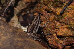 Adenomera hylaedactyla