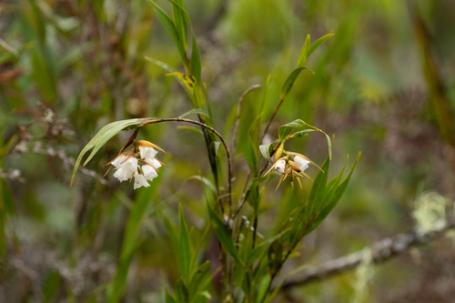 Elleanthus albiflorus Dudek, Baranow, Kolan. & Rykacz. 4