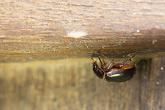 Phaeochrous emarginatus