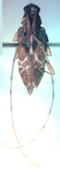 Sternacutus arietinus