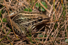 Leptodactylus gracilis