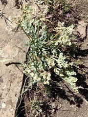 Cymopterus longipes