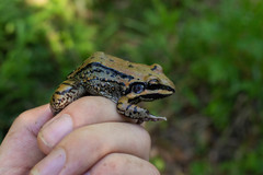 Leptodactylus mystacinus