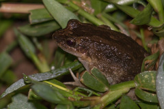 Leptodactylus podicipinus
