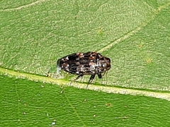 Brachys ovatus