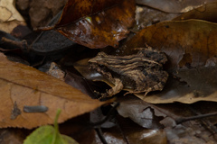 Physalaemus ephippifer