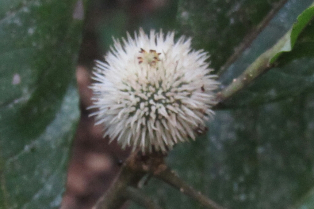 Mayna grandifolia