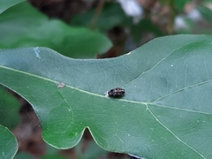 Brachys ovatus