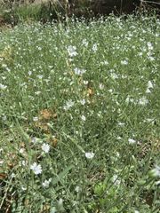 Cerastium texanum