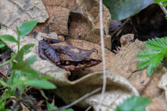 Physalaemus gracilis