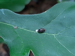 Brachys ovatus