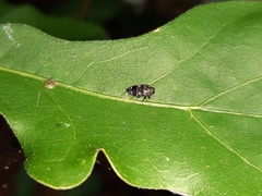 Brachys ovatus