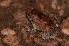 Physalaemus nattereri