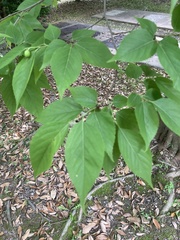 Aphananthe aspera