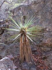 Yucca schottii