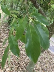Quercus glauca
