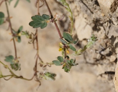 Acmispon micranthus
