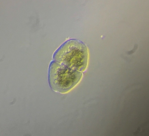 Cosmarium pseudopyramidatum