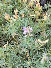 Lupinus angustifolius