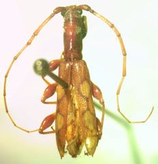 Neocompsa squalida