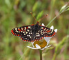 Snowberry Checkerspot - Photo (c) Jim Johnson, some rights reserved (CC BY-NC-ND), uploaded by Jim Johnson